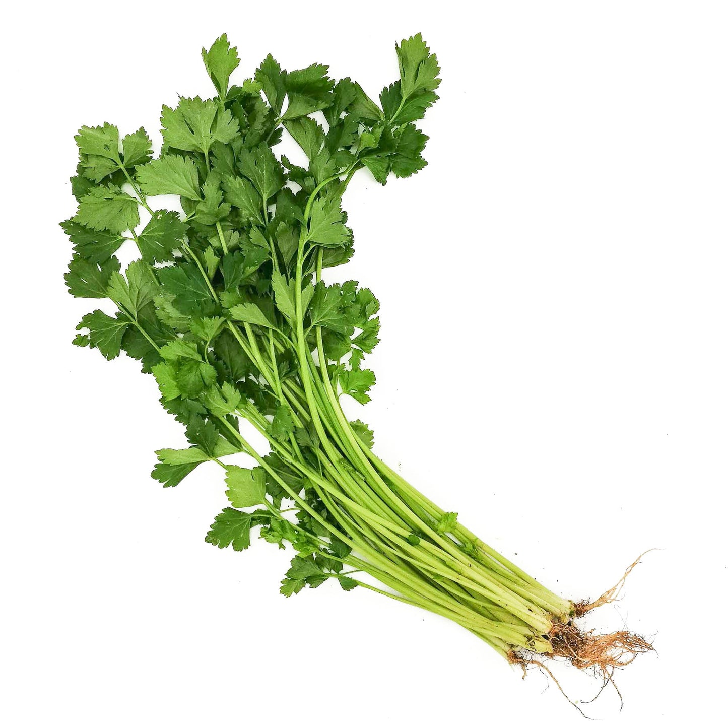 Organic Chinese Celery 50g