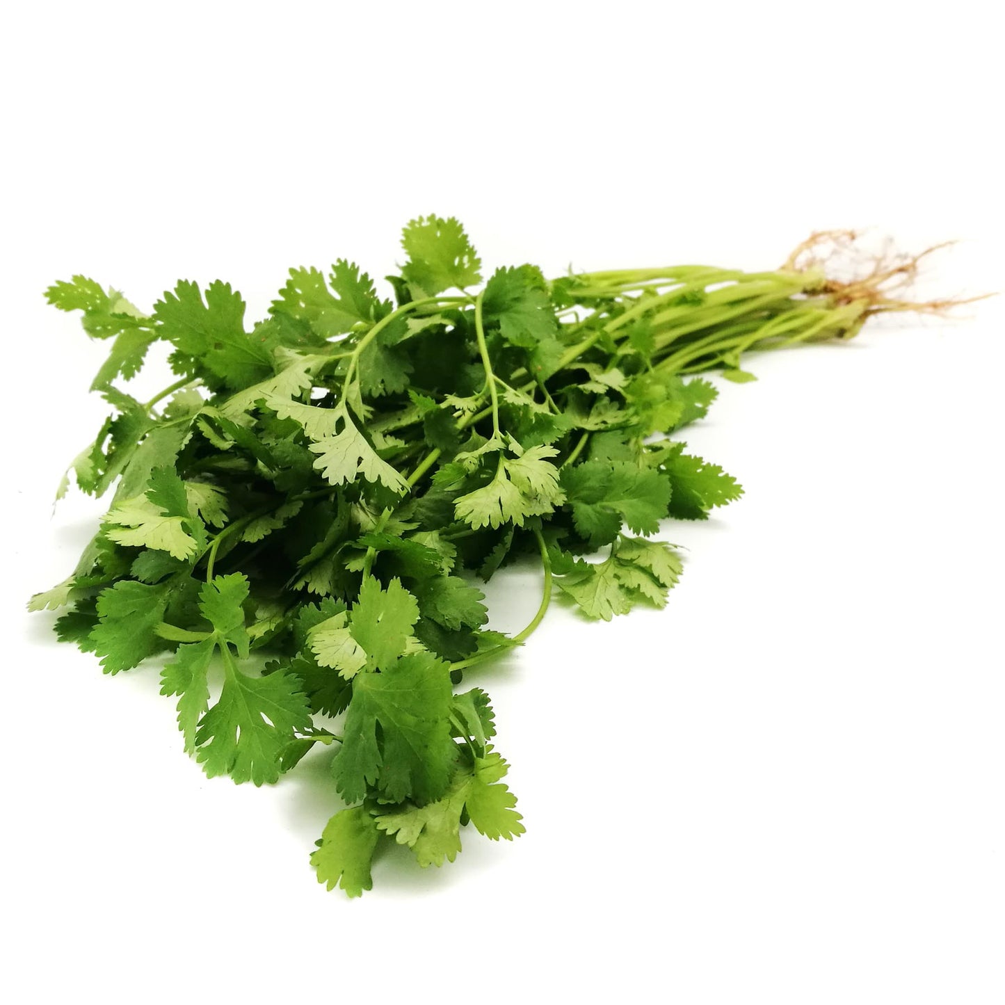 Organic Coriander 50g