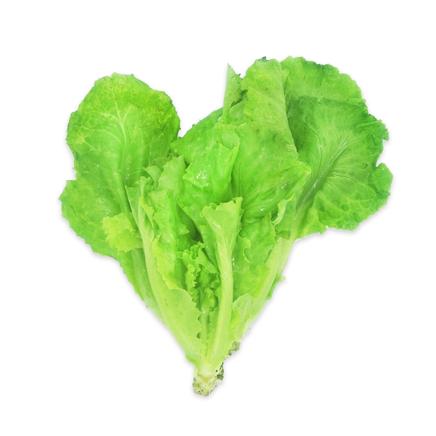 Organic Leaf Lettuce 200g
